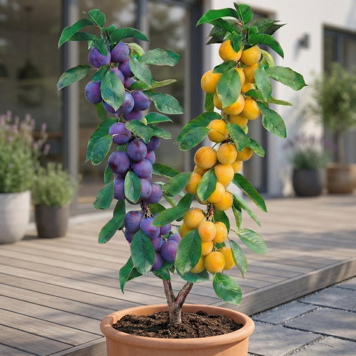Árvore de fruto Duo de Ameixeira
