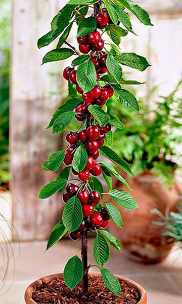 Cereja colunar "Burlat"