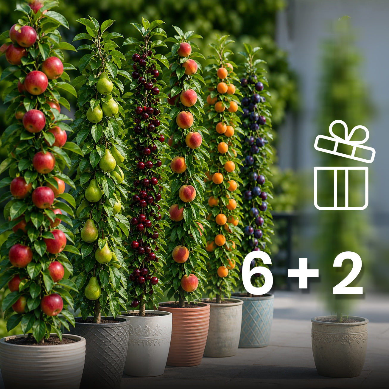 Sortido de 6 + 2 árvores frutíferas colunares