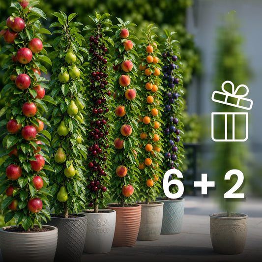 Sortido de 6 + 2 árvores frutíferas colunares