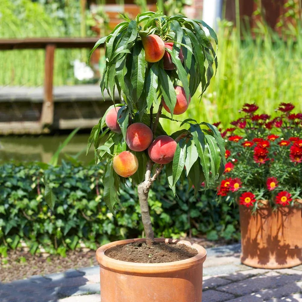 Sortido de 6 árvores frutíferas colunares