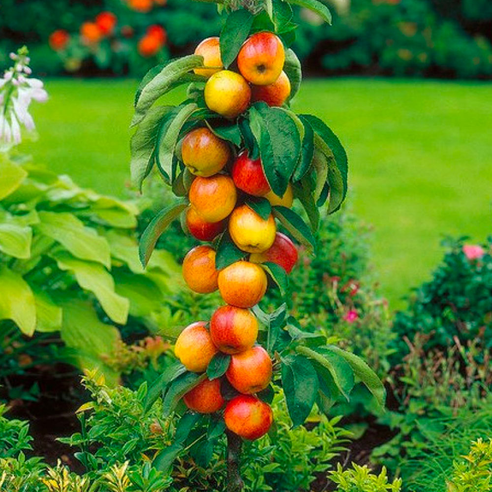 Sortido de 6 árvores frutíferas colunares