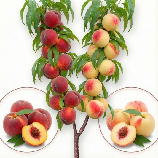 Árvore de fruto Duo de Pessegueiro