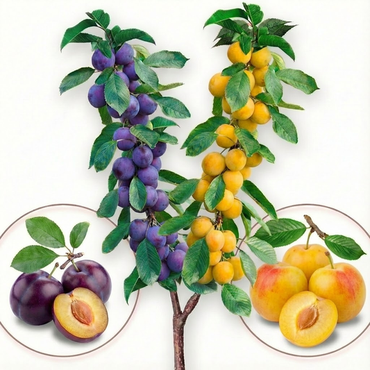 Árvore de fruto Duo de Ameixeira