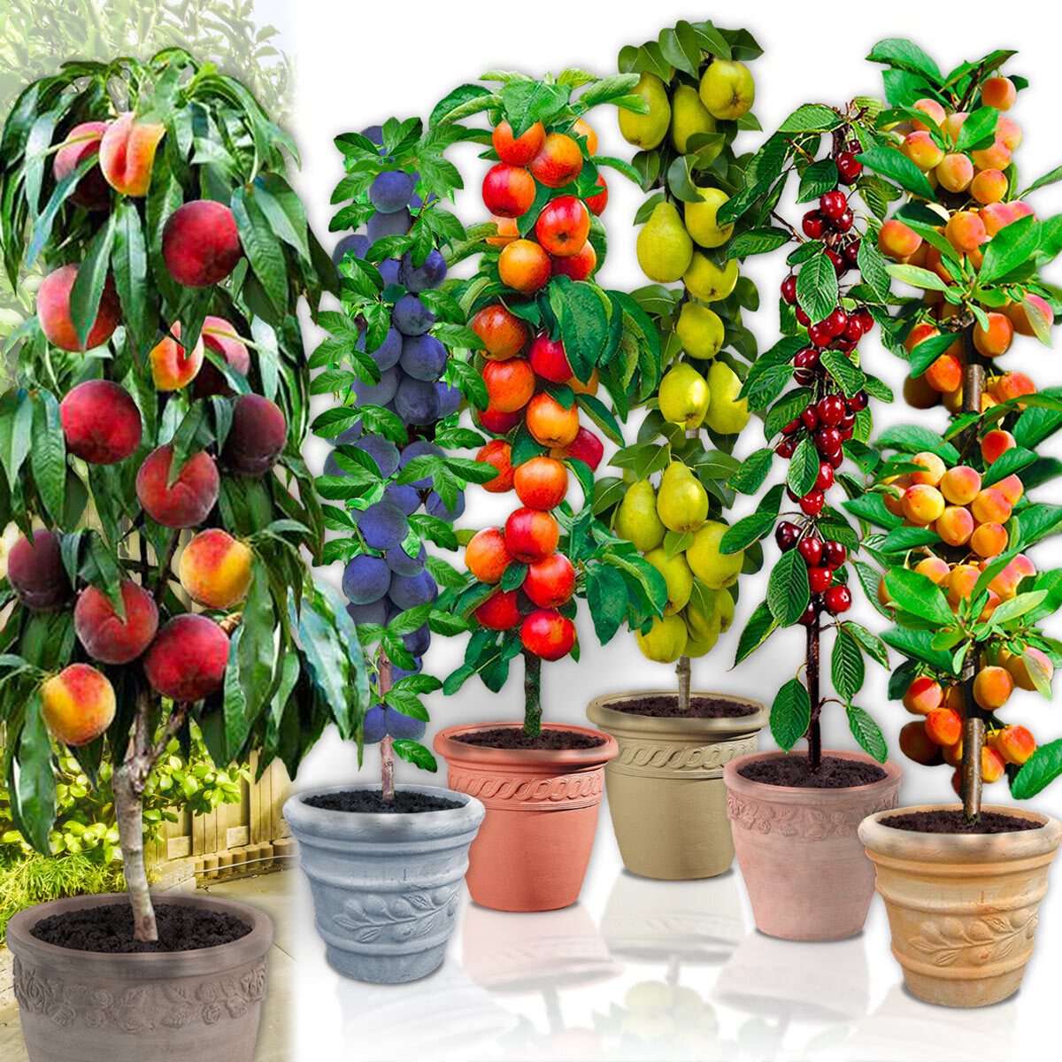 Sortido de 6 árvores frutíferas colunares
